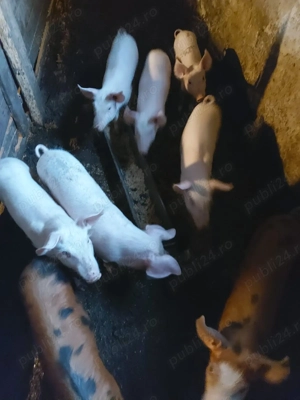 Purcei de vânzare - imagine 2