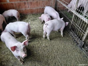 purcei de 8 saptamini