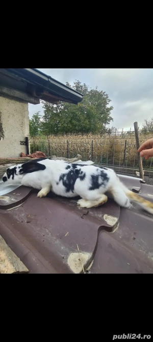 De vânzare două iepuroaice si un iepuroi