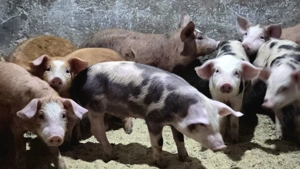 Purcei 8 Saptamani - imagine 3