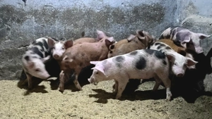 Purcei 8 Saptamani - imagine 2