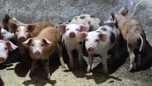 Purcei 8 Saptamani - imagine 4