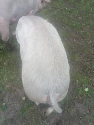 Vând scroafa de carne