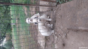 Căței de vanzare  - imagine 5