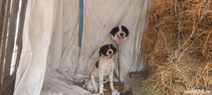 vând câini si capra - imagine 2 vând câini si capra - imagine 2