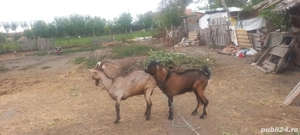 vând câini si capra - imagine 3 vând câini si capra - imagine 3