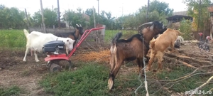 vând câini si capra - imagine 4 vând câini si capra - imagine 4