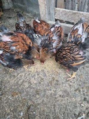 Vand pui wyandotte - imagine 2 Vand pui wyandotte - imagine 2