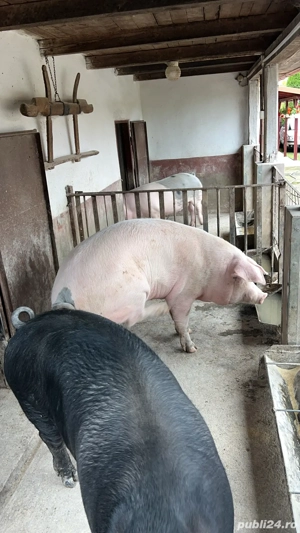 vand porci  - imagine 5