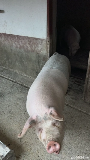 vand porci  - imagine 3