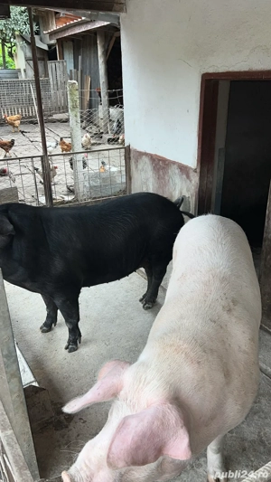 vand porci  - imagine 2