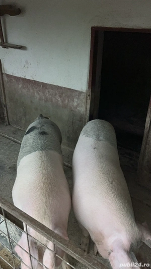 vand porci  - imagine 4