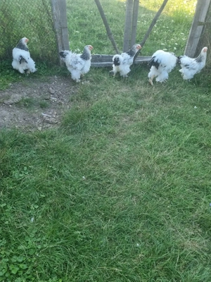 De vanzare familie brahma