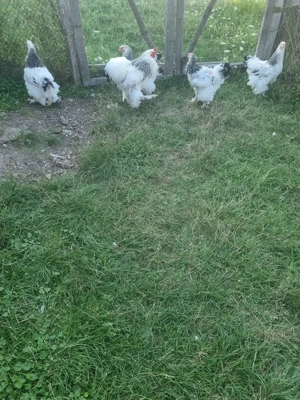 De vanzare familie brahma - imagine 2