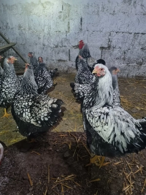 Vand gaini wyandotte