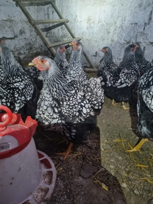 Vand gaini wyandotte  - imagine 3