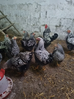 Vand gaini wyandotte  - imagine 2