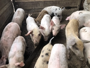 Purcei de vanzare - imagine 3 Purcei de vanzare - imagine 3
