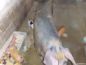 scroafa cu purcei