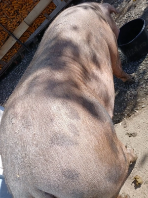 Vând porc crescut în gospodărie, 330kg! !  - imagine 2 Vând porc crescut în gospodărie, 330kg! !  - imagine 2