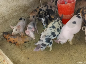 purcei.    - imagine 2