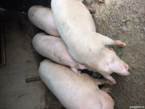 vând porc gras  - imagine 2 vând porc gras  - imagine 2