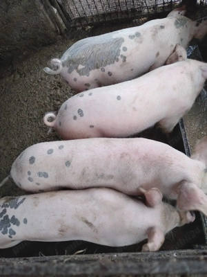 Vând șoldani de 20-25 kg  - imagine 3 Vând șoldani de 20-25 kg  - imagine 3