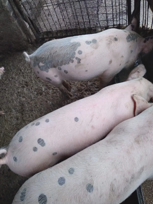 Vând șoldani de 20-25 kg  - imagine 2 Vând șoldani de 20-25 kg  - imagine 2