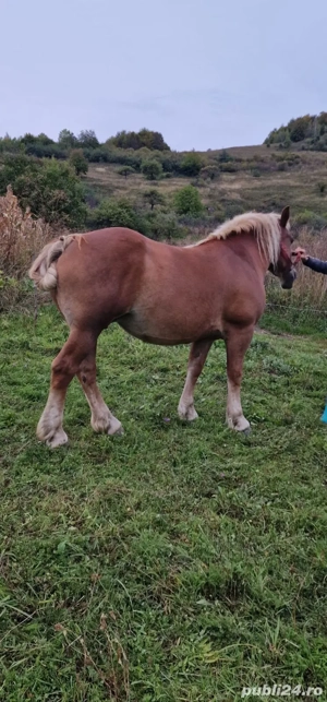 Vand iapa cu manz - imagine 4