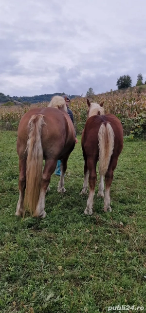 Vand iapa cu manz - imagine 3