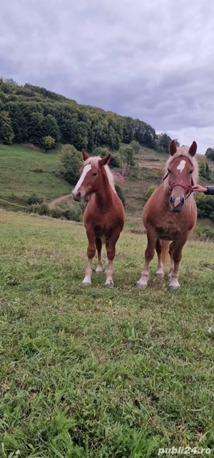 Vand iapa cu manz - imagine 5