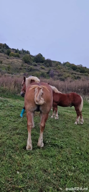 Vand iapa cu manz - imagine 2