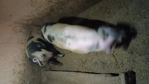 Porci tineri 100 kg - imagine 2 Porci tineri 100 kg - imagine 2