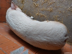 Rasă de carne  - imagine 2