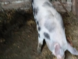 Porci și purcei de vânzare județul Iași  - imagine 2 Porci și purcei de vânzare județul Iași  - imagine 2