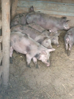 Porci și purcei de vânzare județul Iași  - imagine 2 Porci și purcei de vânzare județul Iași  - imagine 2