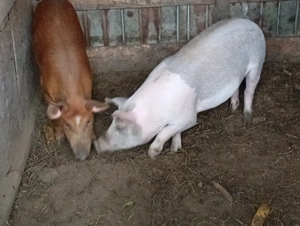 Porci și purcei de vânzare județul Iași 