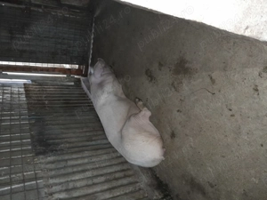 Porci mari de crăciun  și mici nr tel   - imagine 2