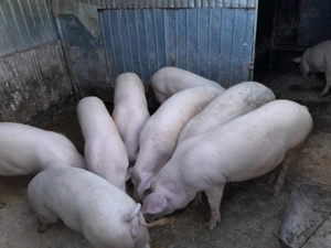 Porci mari de crăciun  și mici nr tel   - imagine 3