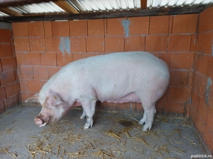 Rasă de carne  - imagine 4