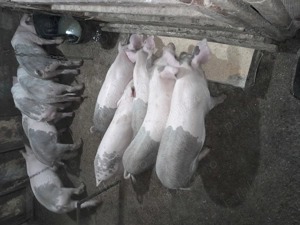 Porci mari de crăciun  și mici nr tel  