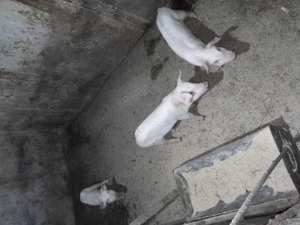 Porci mari de crăciun  și mici nr tel   - imagine 5