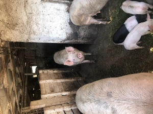 Purcei de vanzare - imagine 2