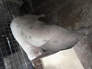 Porci mari de crăciun  și mici nr tel   - imagine 4