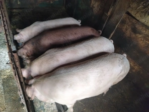 Porci de vanzare - imagine 4