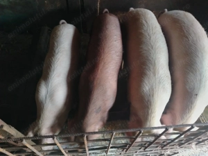 Porci de vanzare - imagine 2