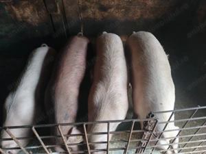 Porci de vanzare - imagine 3