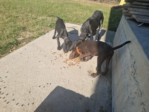 Brac german cu par scurt