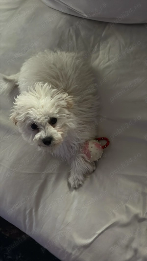 Vând Bichon maltez în varsta de 5 luni - imagine 5