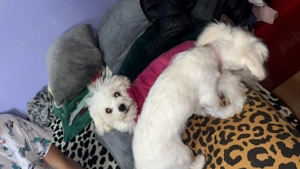 Vând Bichon maltez în varsta de 5 luni - imagine 4